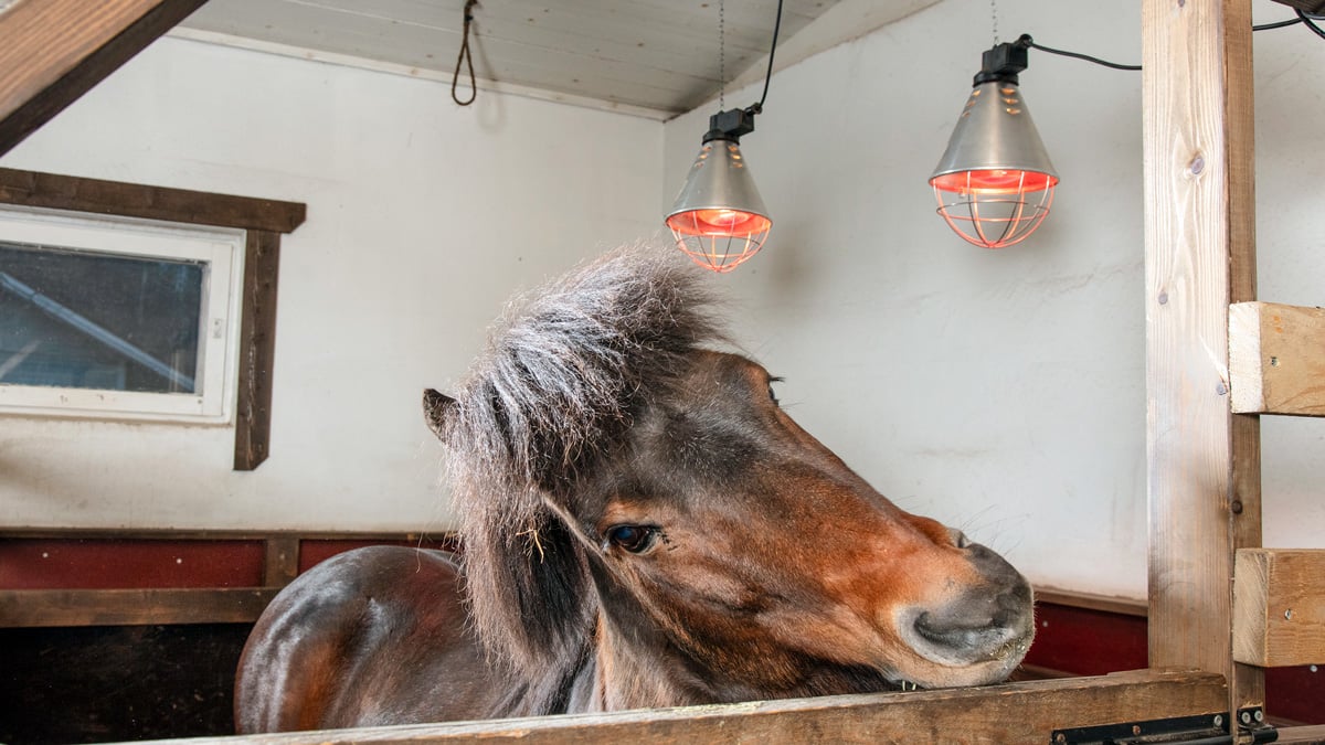 Heiskala-Hoppala_hevonen_infrapunalamput