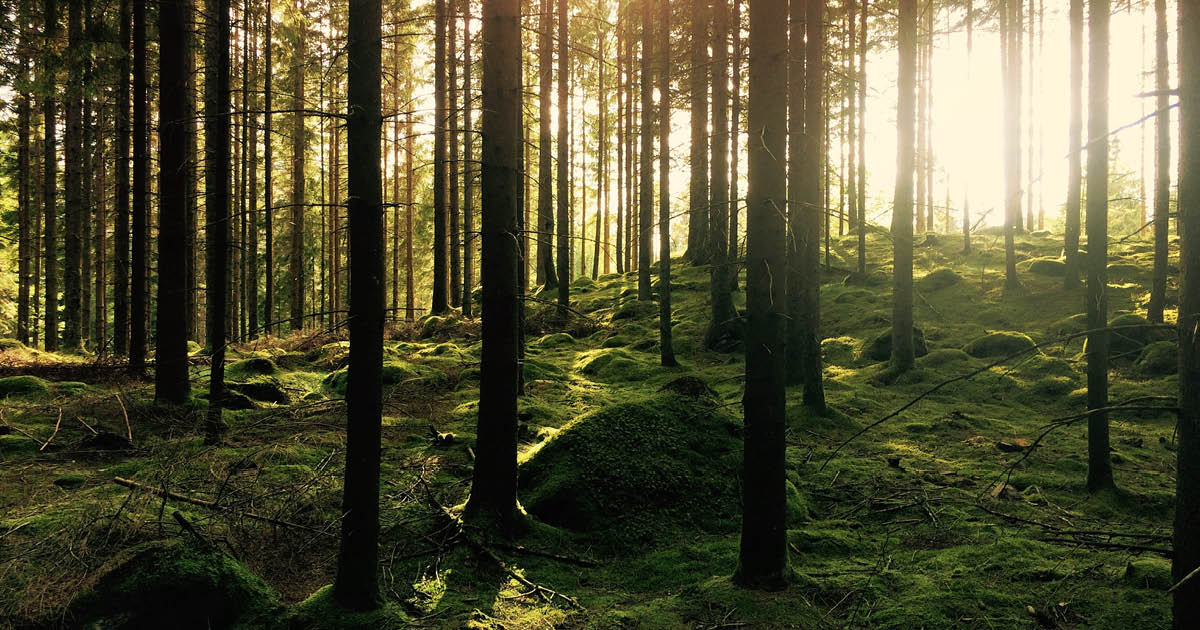 Maisema sammaleisesta metsästä, jonka läpi aurinko siivilöityy.